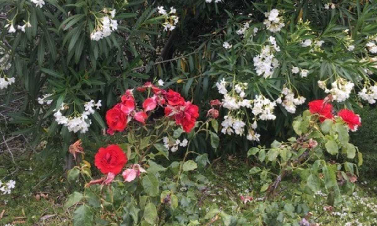 Flowers in Calabasas, California